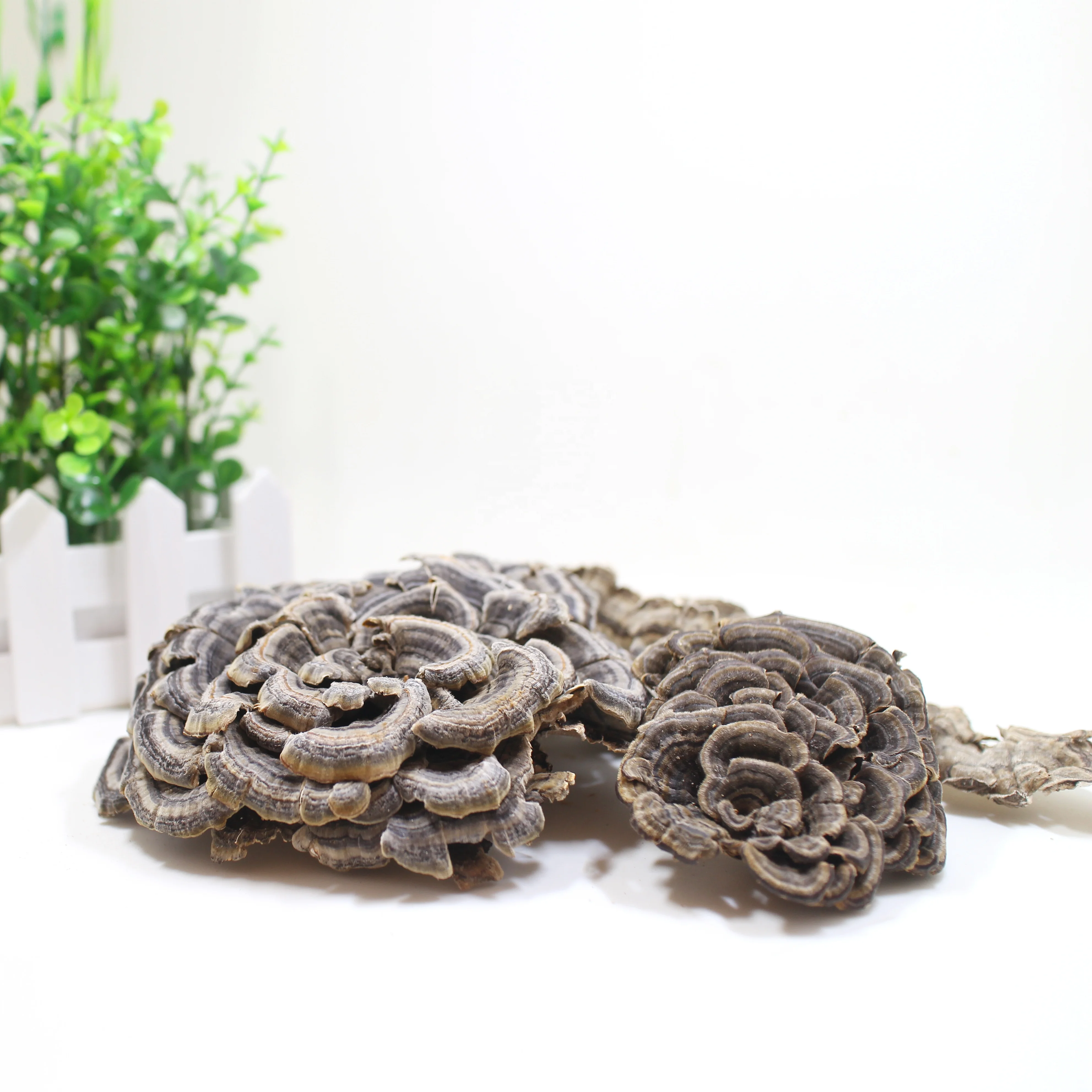 Порошок Trametes versicolor из чистого плодового тела Кошерный органический Сертифицированный