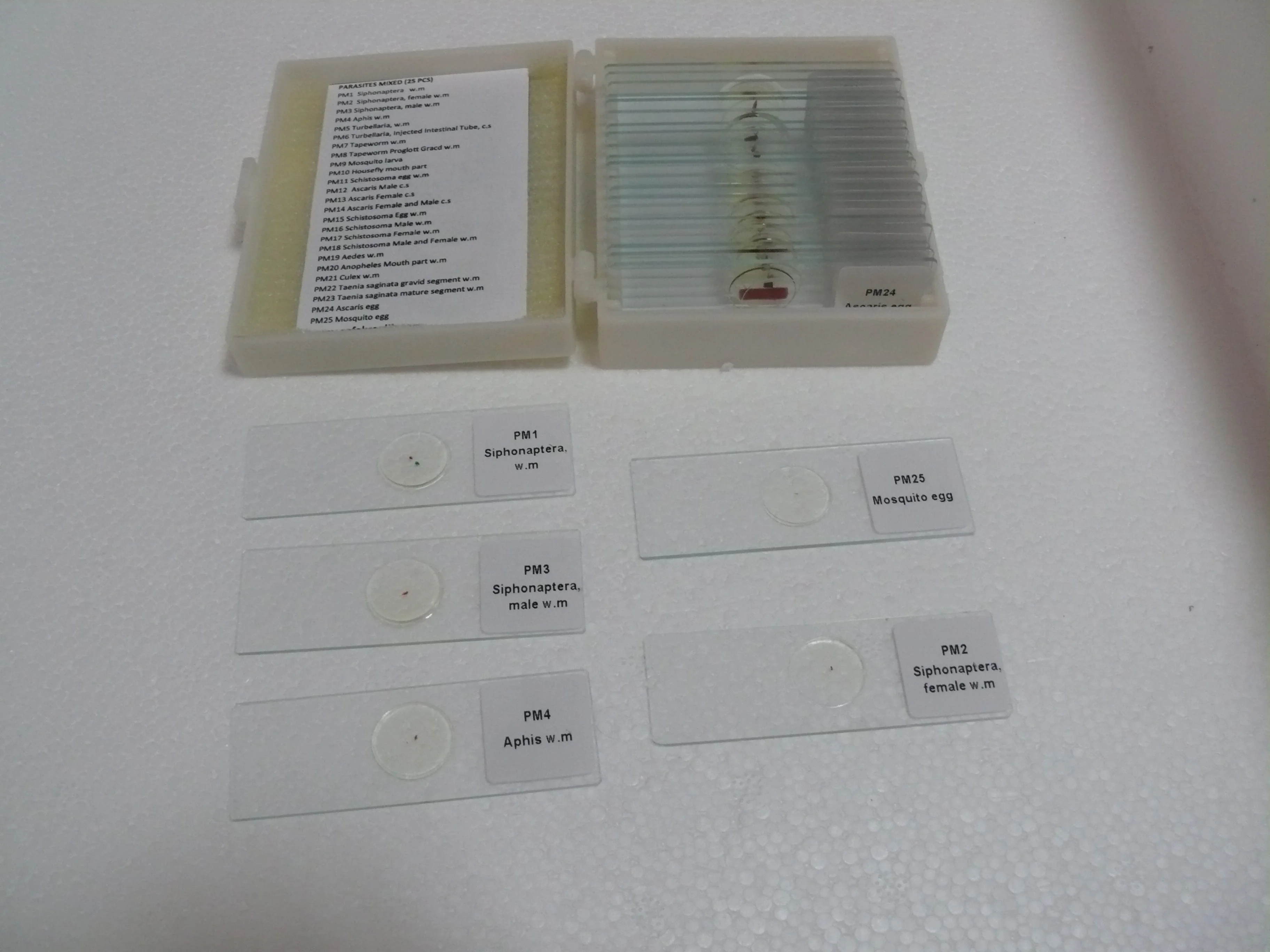 Botany Slides Microscope Slides 100pcs Teaching Resources Medical Science Prepared Slides  Botany Educational