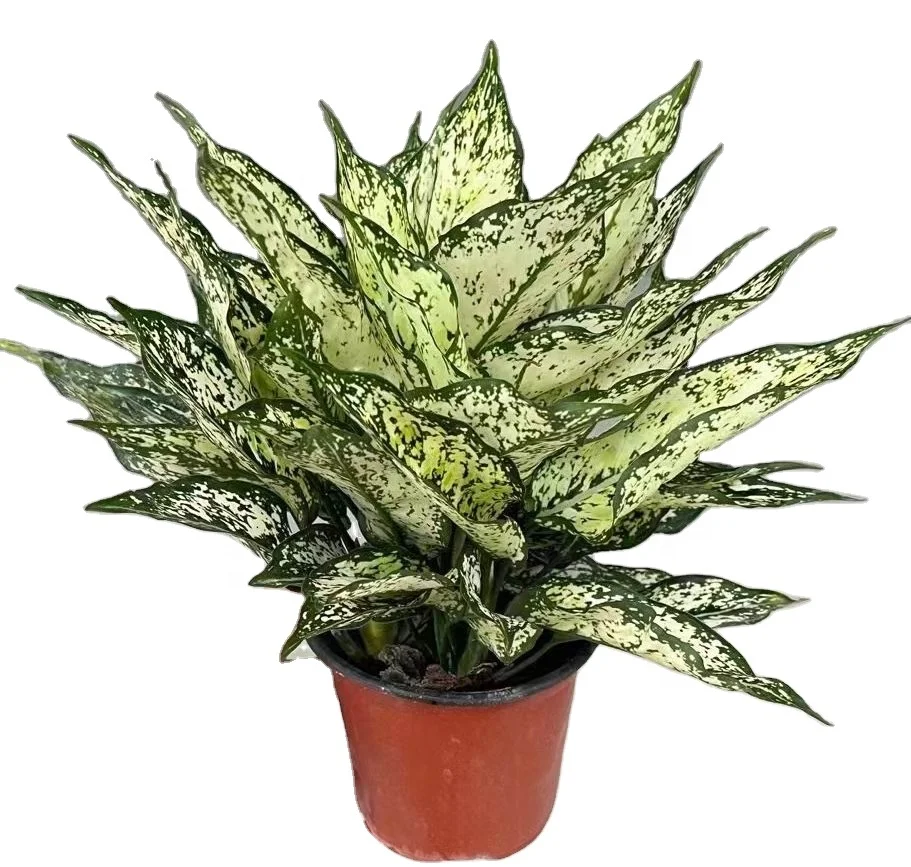 Wholesale Aglaonema lemon jade white ornamental foliage woody plants indoor bonsai