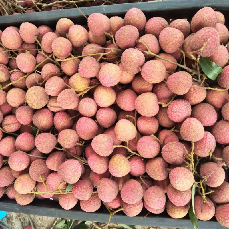 high good feedback lychee sweet tender juicy fruit