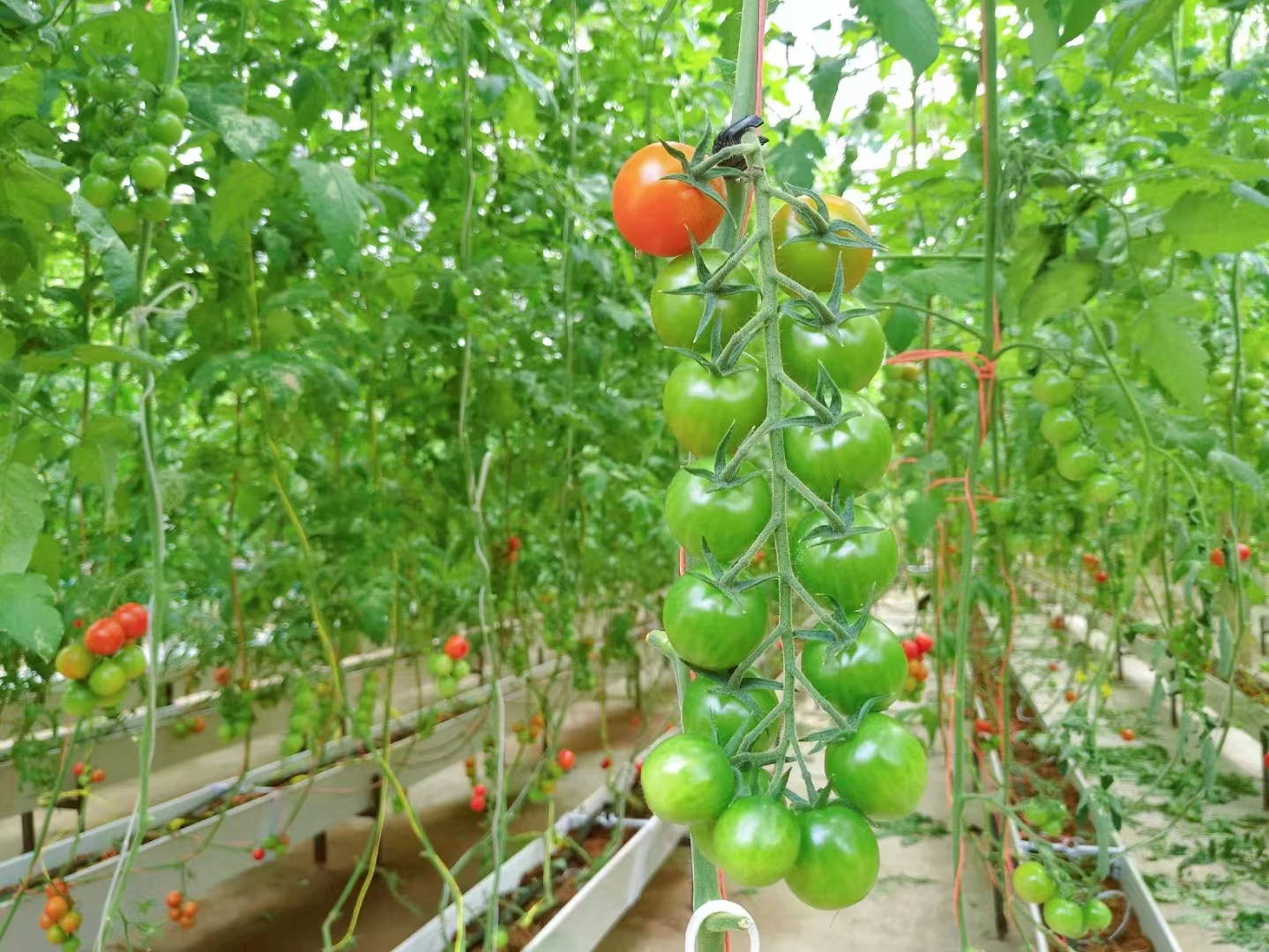 Greece HOT sell Fresh Tomato sweet  Natural red  Best quality wholesale export fresh tomato