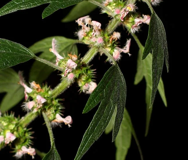 Motherwort oil Wholesale Herbal oil 100% natural Organic Therapeutic Grade Herba Leonuri oil for Healthcare Bulk price Drum 1kg