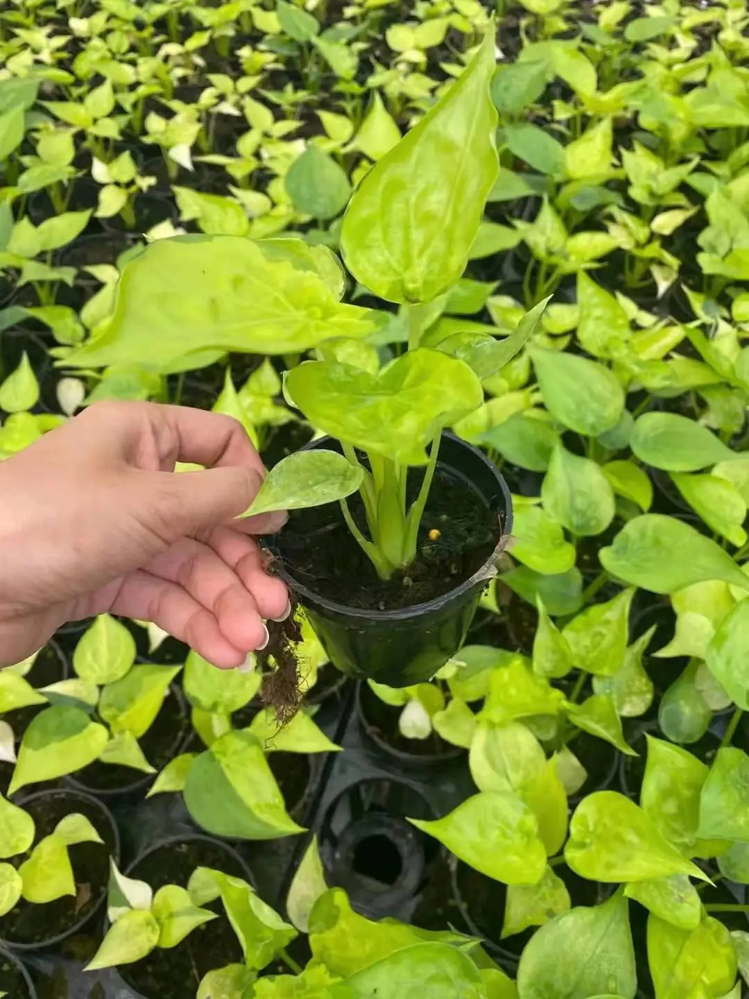 High quality real plants Alocasia aurea plant of indoor plants  Supplier