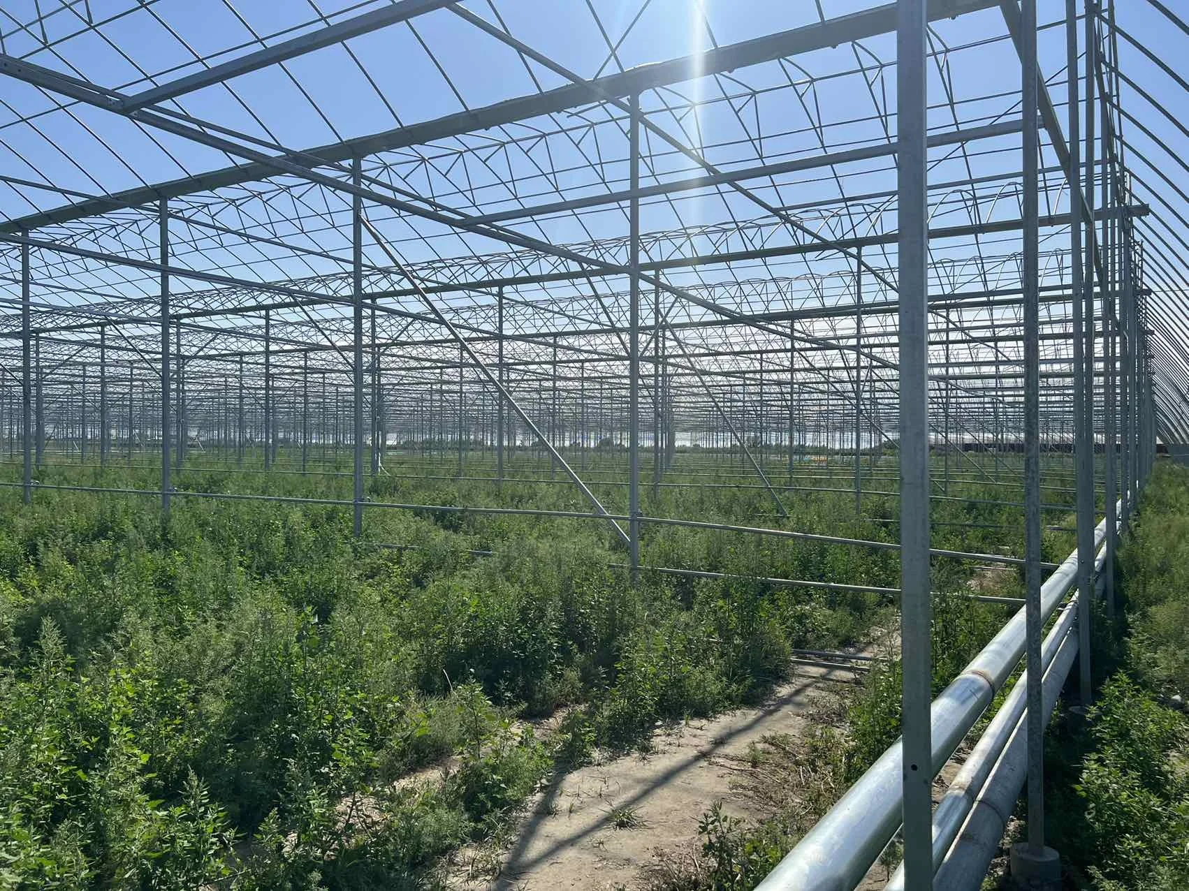 Agricultural Cultivation Hot Dip Galvanized Steel Frame Growing Multi-span Glass Greenhouse Tunnel Mushroom Greenhouse