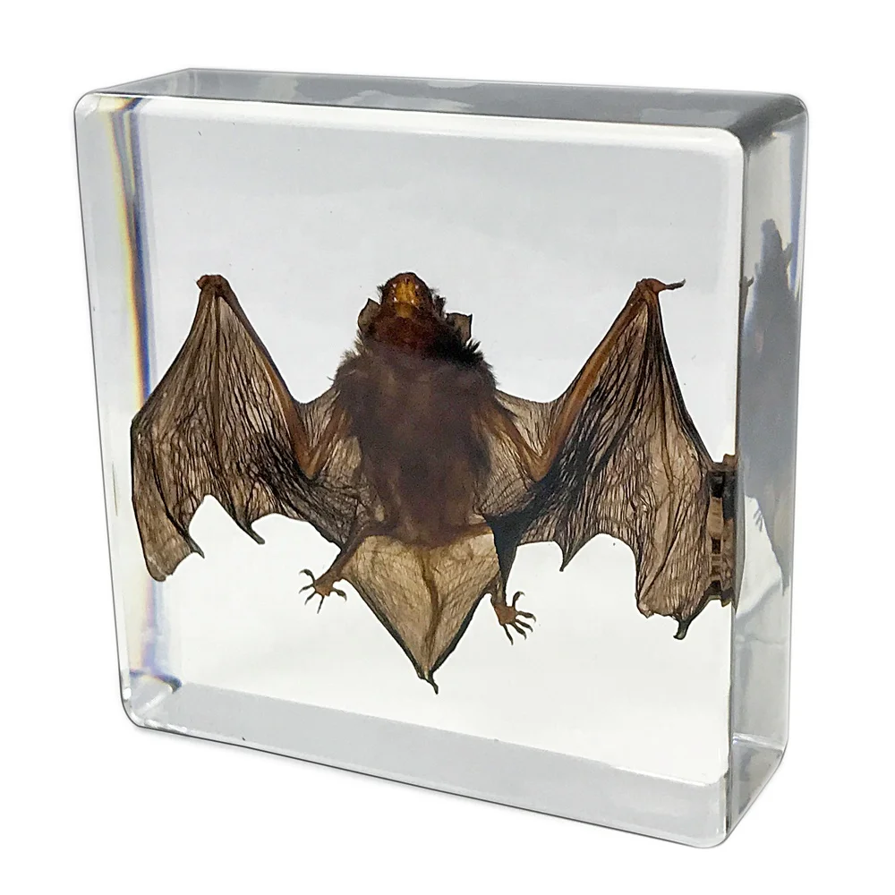 custom bat specimen unique crystal specimen resin real embedded in resin as souvenir holiday decoration & gift home decoration