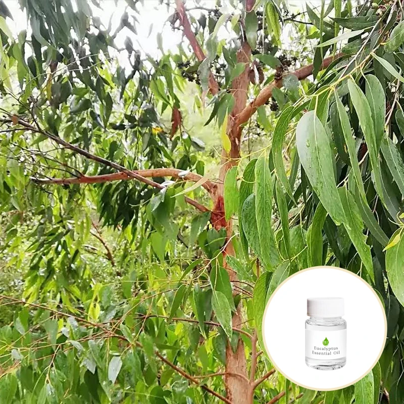 Wholesale Price Eucalyptus Essential Oil New for Cosmetics/massage Eucalyptus Oil Pure Skin Care Product Breast Firming Products