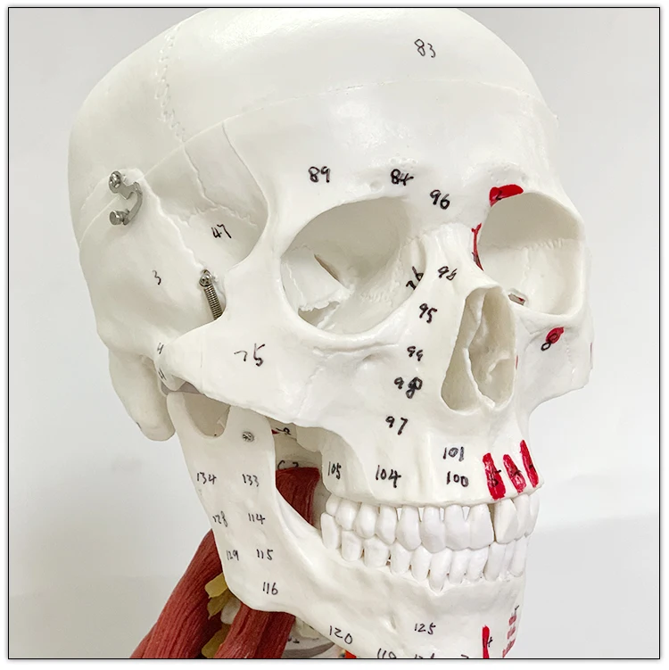 Visceral model of muscle ligament with starting and ending point of muscle in human skeletal model