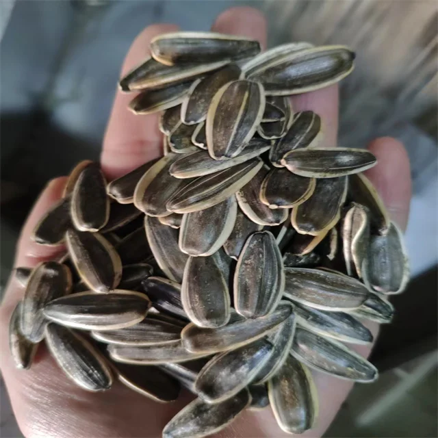 361 363 601 inner mongolia factory big size black color  sunflower seeds kernels