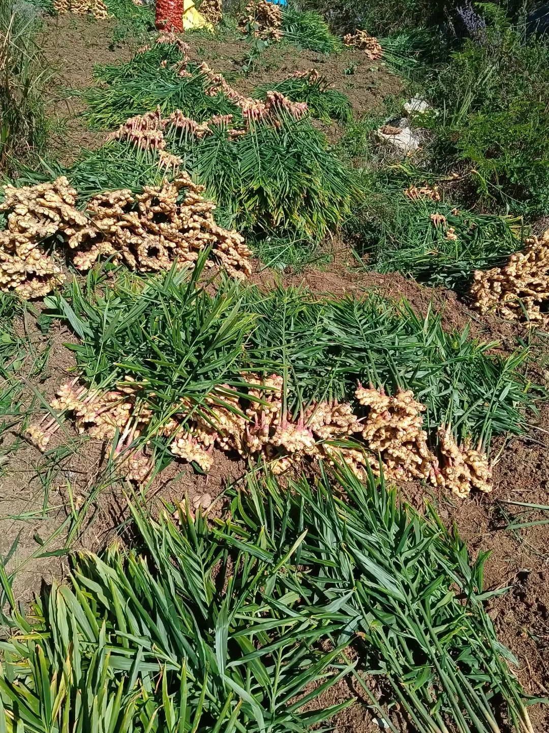 Organic ginger planting seasoned ginger  air-dried ginger