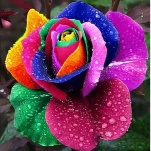 
RAINBOW ROSE FLOWER SEED 100Pcs 