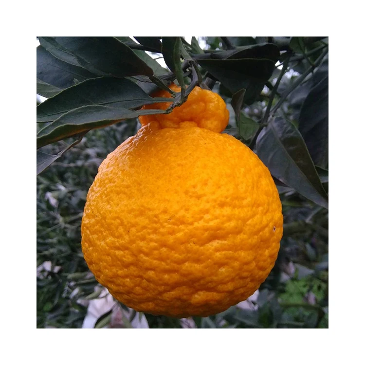 Mandarin Orange Price From SupplierSweet Honey Orange