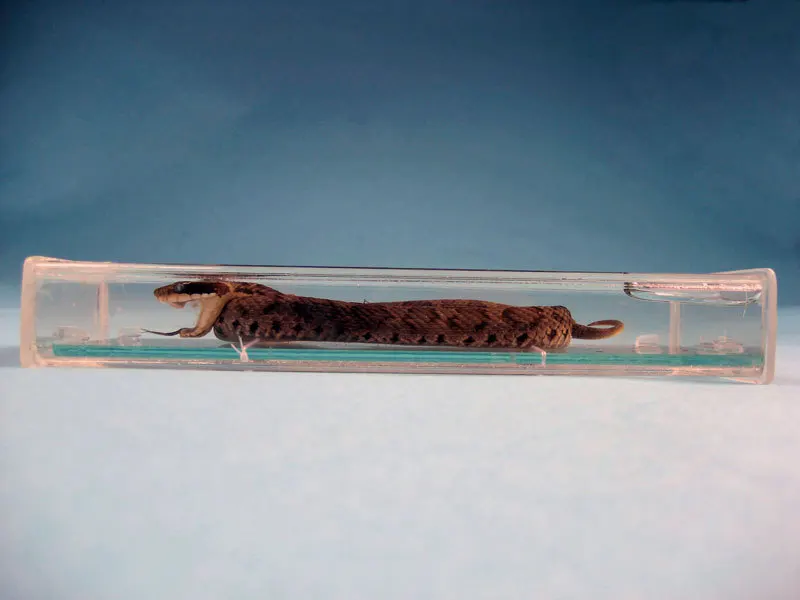 New Biology Teaching Specimen Of A Viper Snake Encased In A Transparent Plastic Case