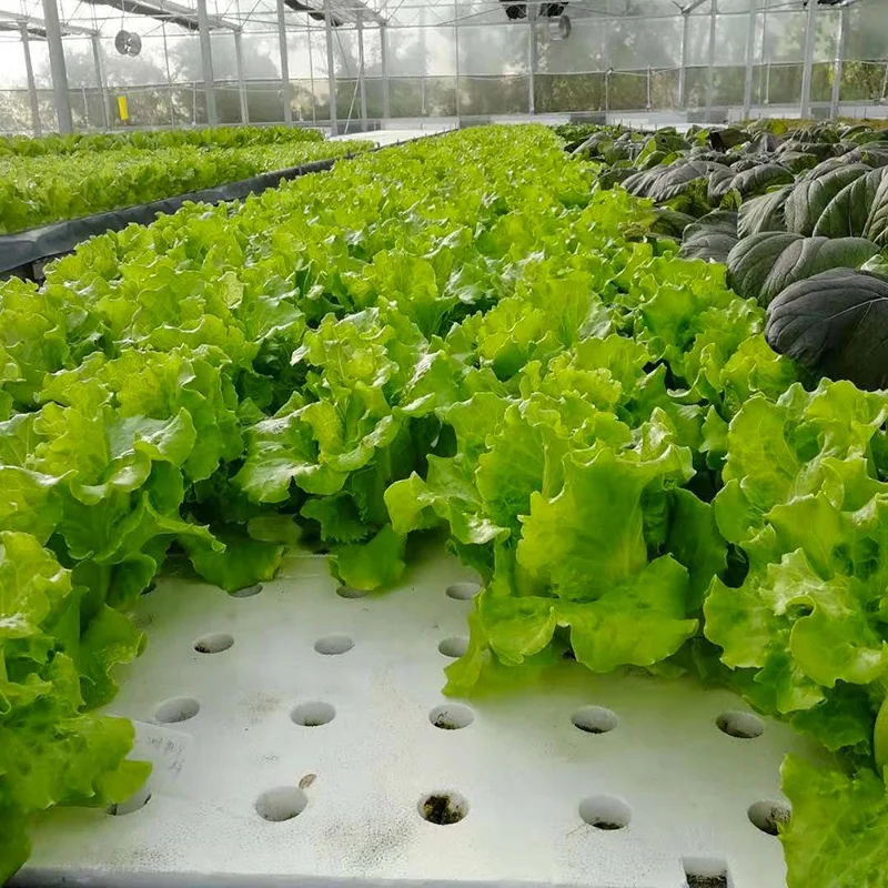 Hydroponic 120 X 60cm With 72 Holes Dwc Floating Raft Foam Board For Greenhouse Vegetable Growing