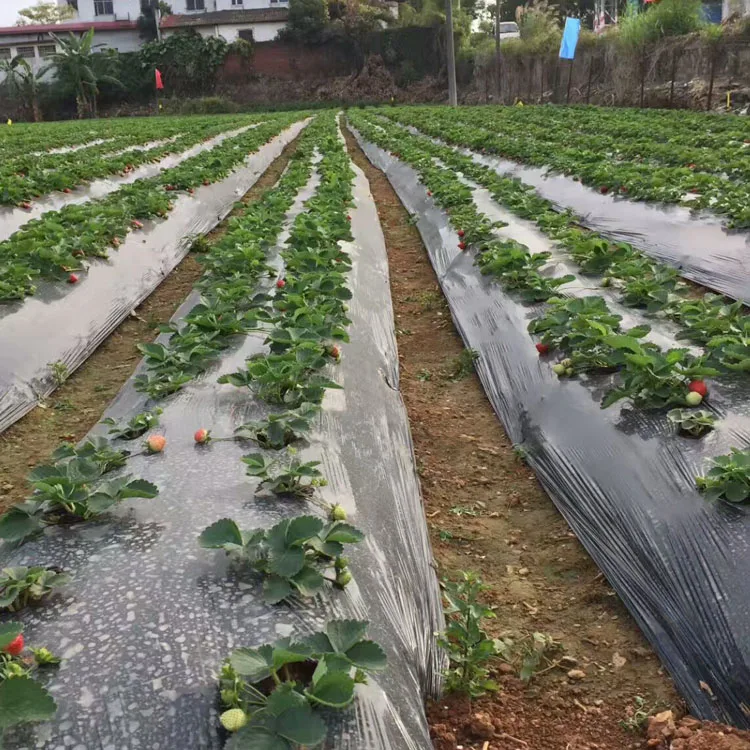 Black Plastic mulch film empty mulch Agricultural Plastic mulch film with holes