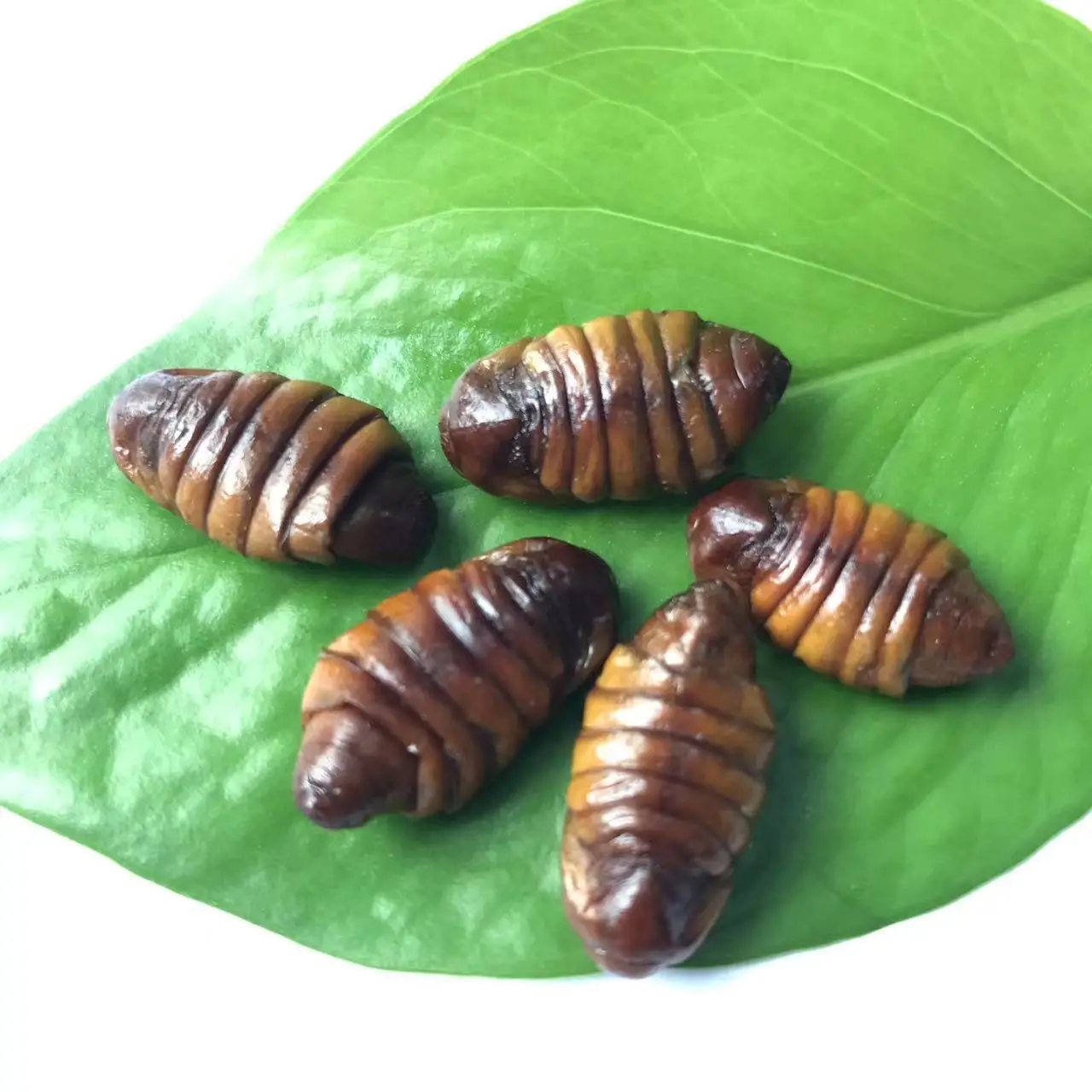 Edible Insect Silkworm Maggot Eco Fresh Silkworm Pupae Pet Food