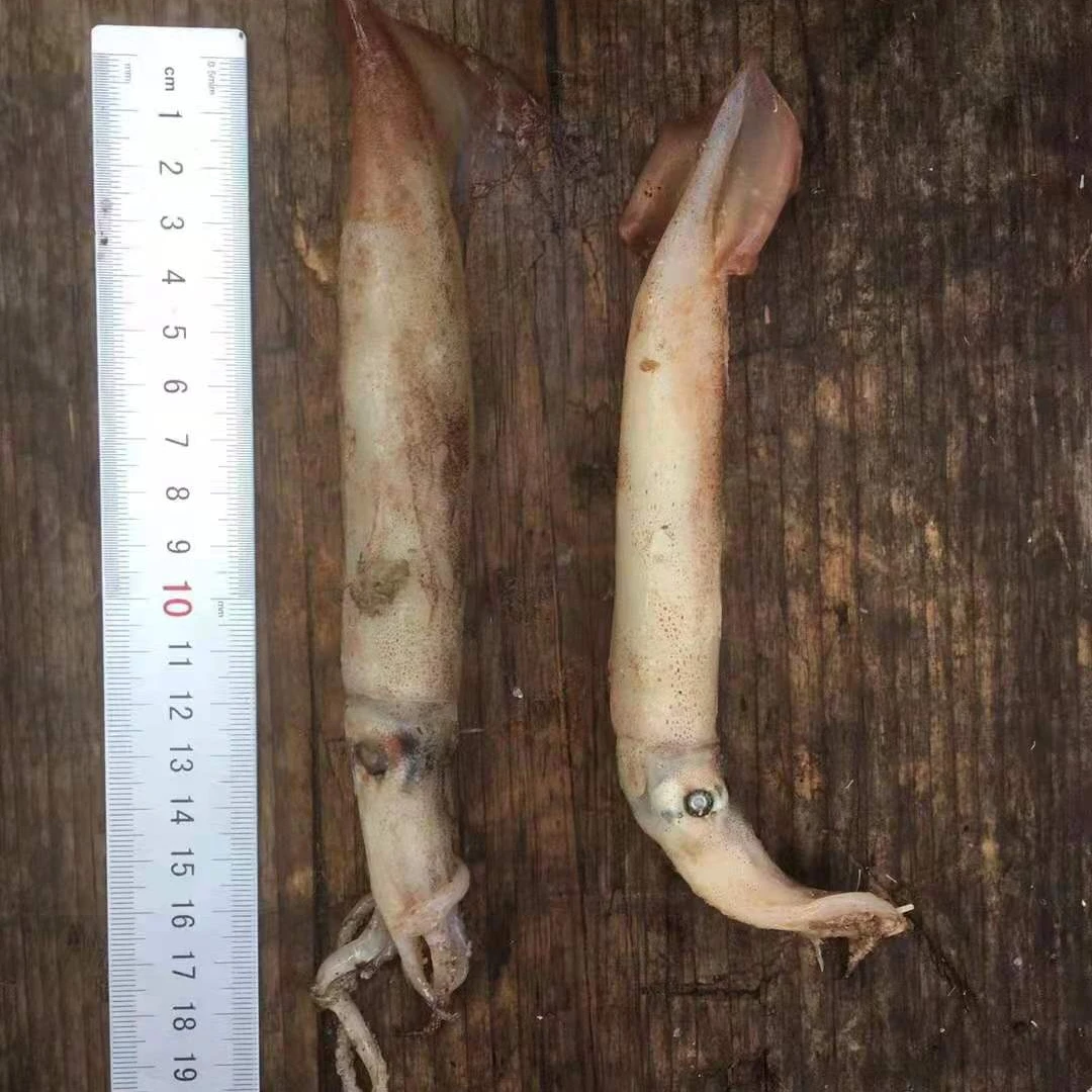 
Fresh frozen Todarodes Pacificus squid 