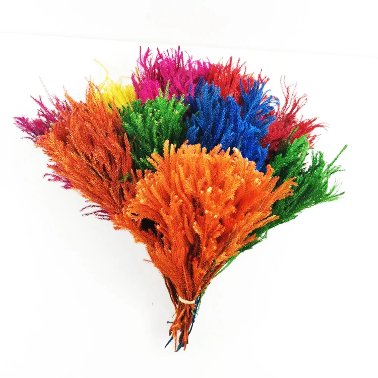 Summer Flora Wholesale natural decorative flowers preserved plant club moss for christmas ornament