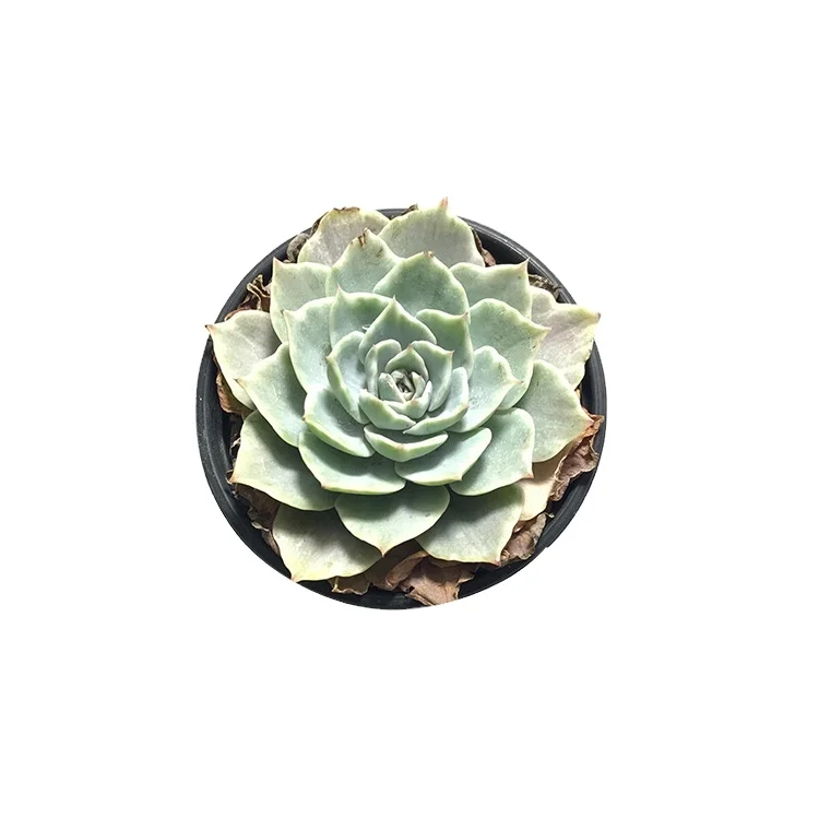 
real plants succulent bonsai low price plants wholesale from china 