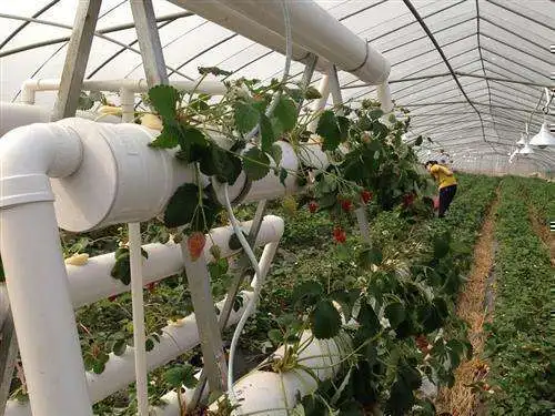 Оптовая продажа с завода системы гидропонного выращивания клубники сельскохозяйственная ферма желоб для посадки