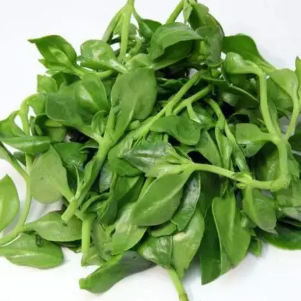 Hot style Intelligent Irrigation Hydroponics System for Vegetables