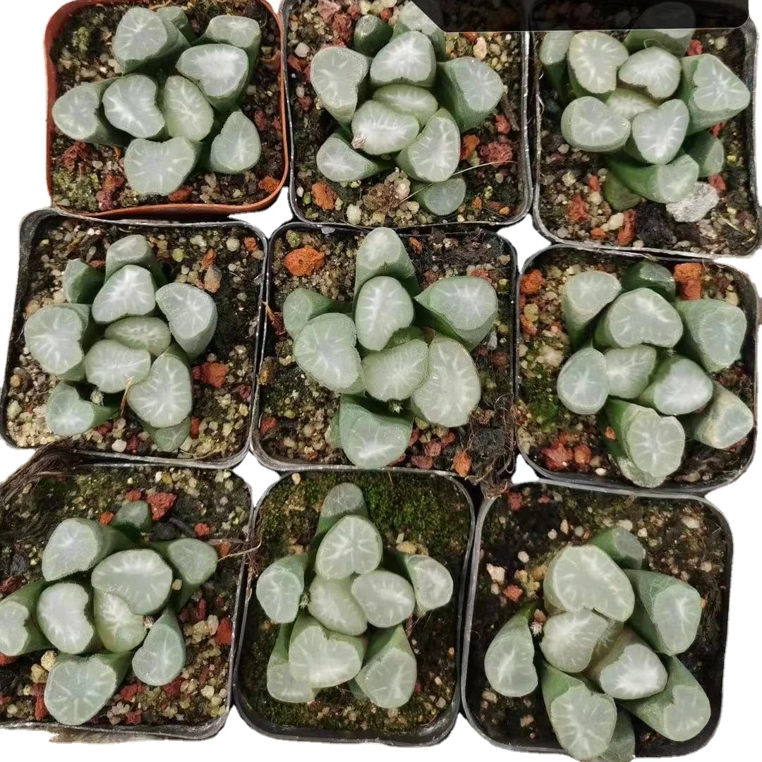 
Haworthia truncata var. maughanii (Poelln.) Halda Succulent Plants wholesale Live Succulent Plants indoor plant 
