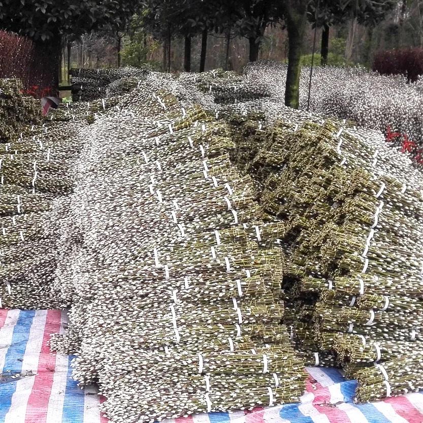 Great Sallow Sell From Farm Fresh Cut Salix Caprea Goat Willow for Christmas