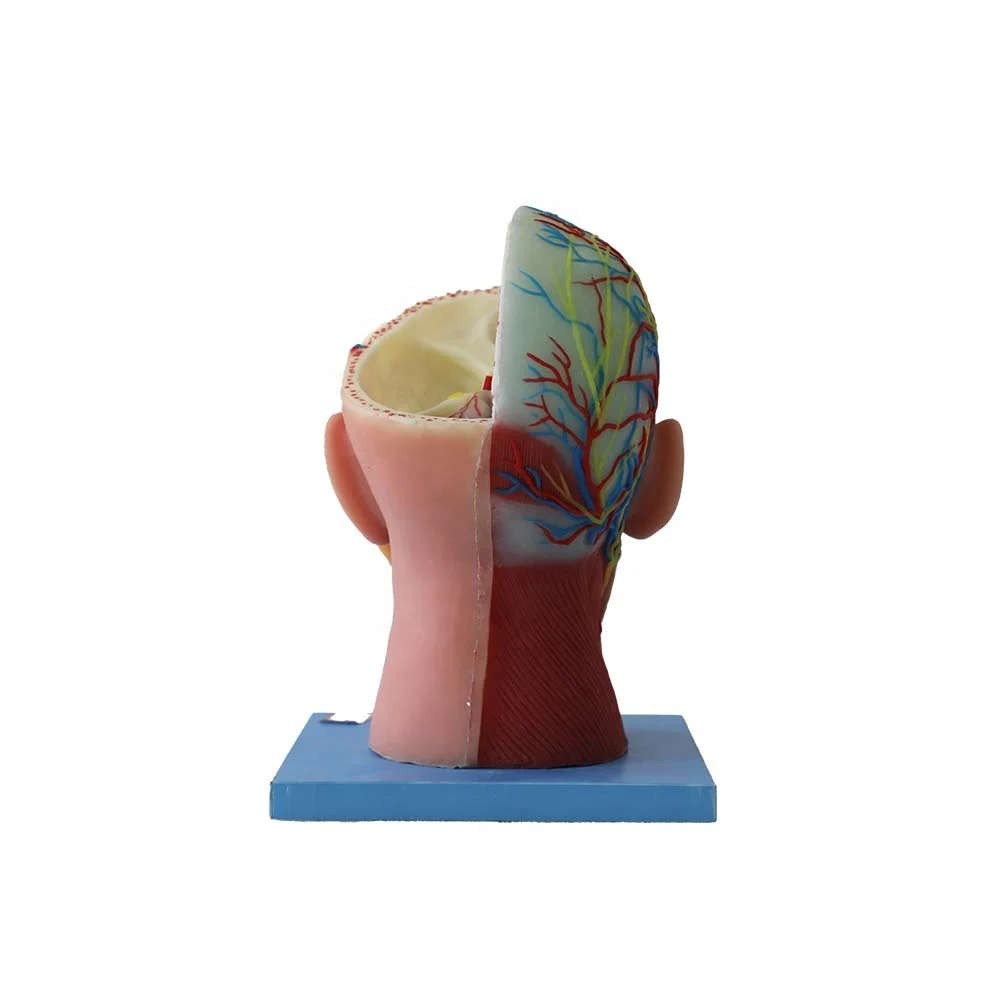 Soft Silicone Superficial, Middle and Deep Veins of Human Head and Neck Anatomy Model