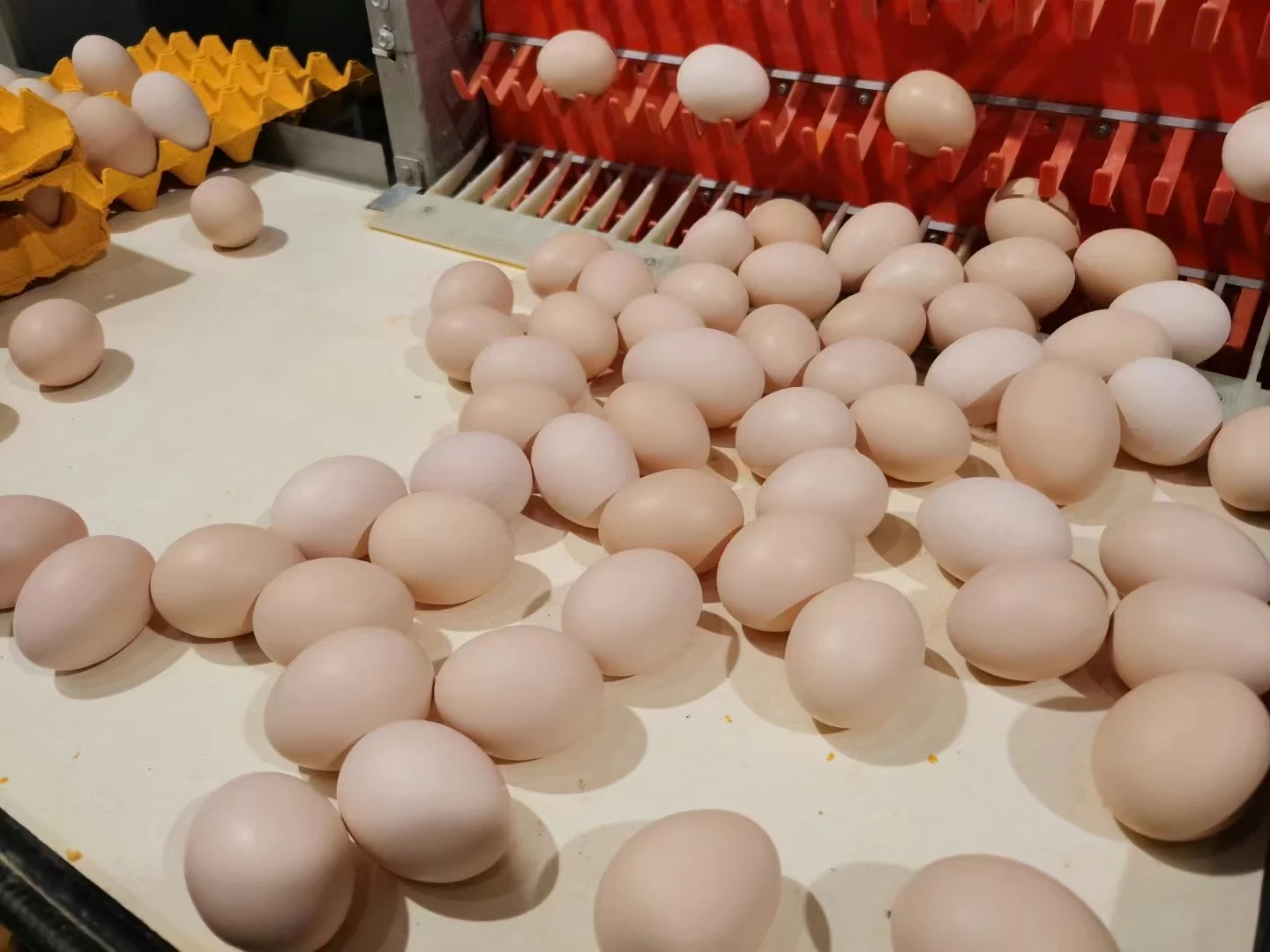High quality 3% composite premix for direct sales and wholesale by poultry manufacturers