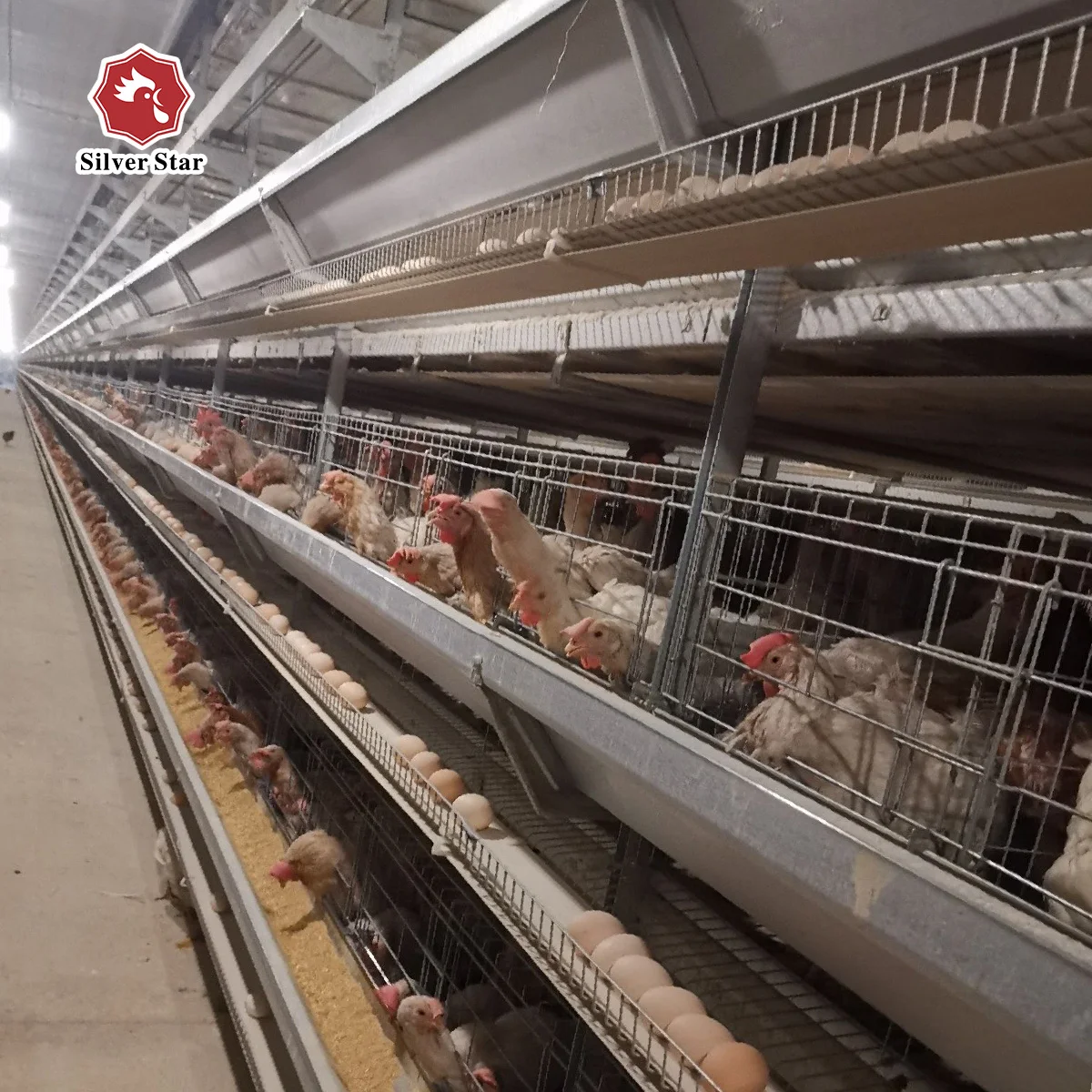 Low Carbon Steel Wire Layer Quail Battery Chicken Cages With Auto Water System
