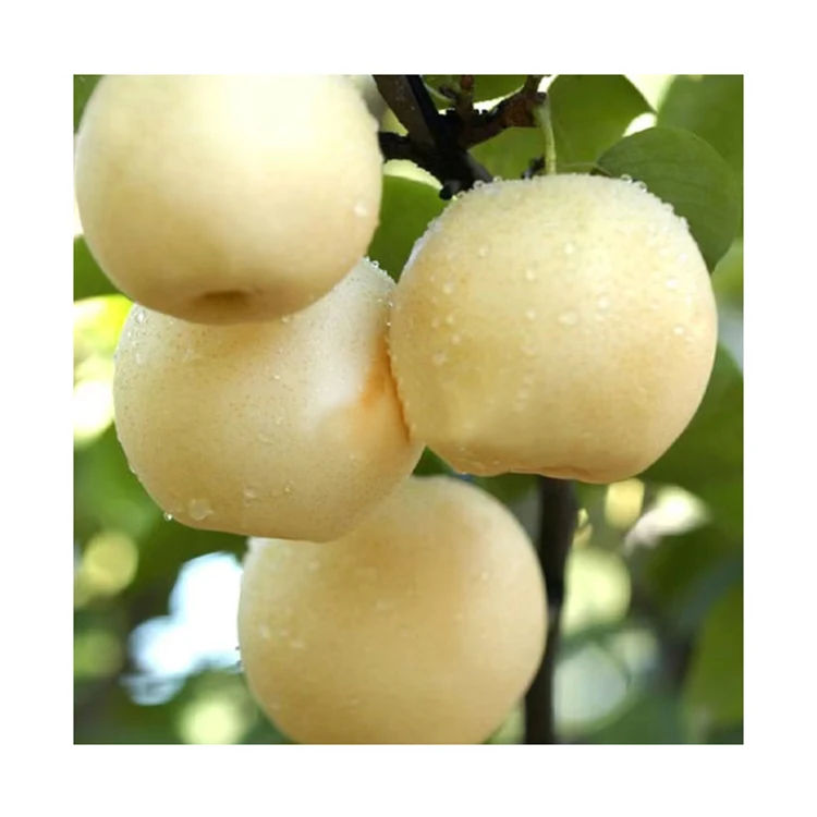 Factory Price Fresh Pear From Chinatyrkey Fresh Pear