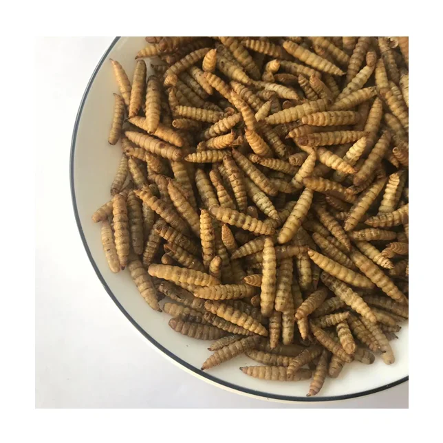 Black Soldier Fly Larvae Animal Feeds Edible Bugs Insect Protein BSFL