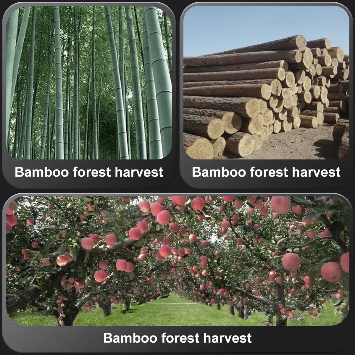 Factory direct sales 10 inch garden lithium chainsaw brushless fruit tree pruning electric chainsaw handheld logging tools