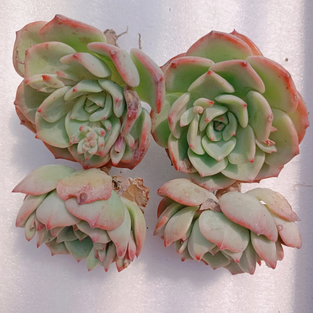  126 Echeveria шальмон суккулент древесное растение суккуленты