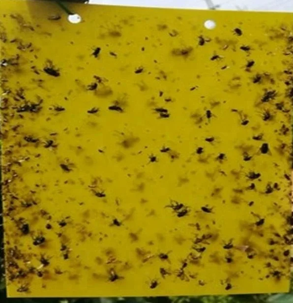 PP yellow sticky card Insect glue trap with two sided glues and releasing papers 20*25cm for agriculture pest control