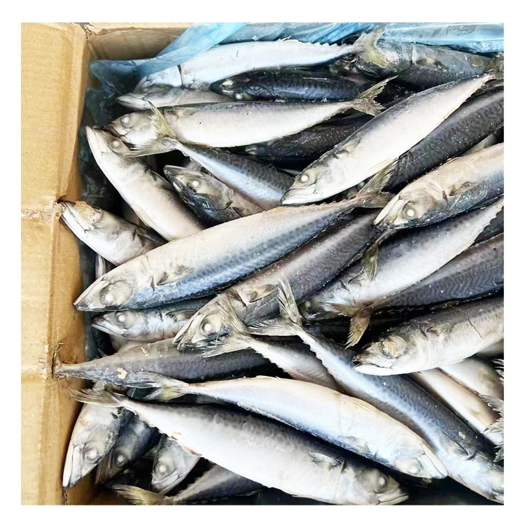 Hot Selling Wholesale Low Price Fresh Seafood Frozen Fish Mackerel Exporters