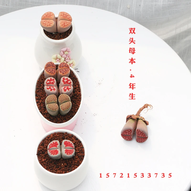 
Double headed Lithops Wholesale sales of all kinds of Dendrobium live lithops 