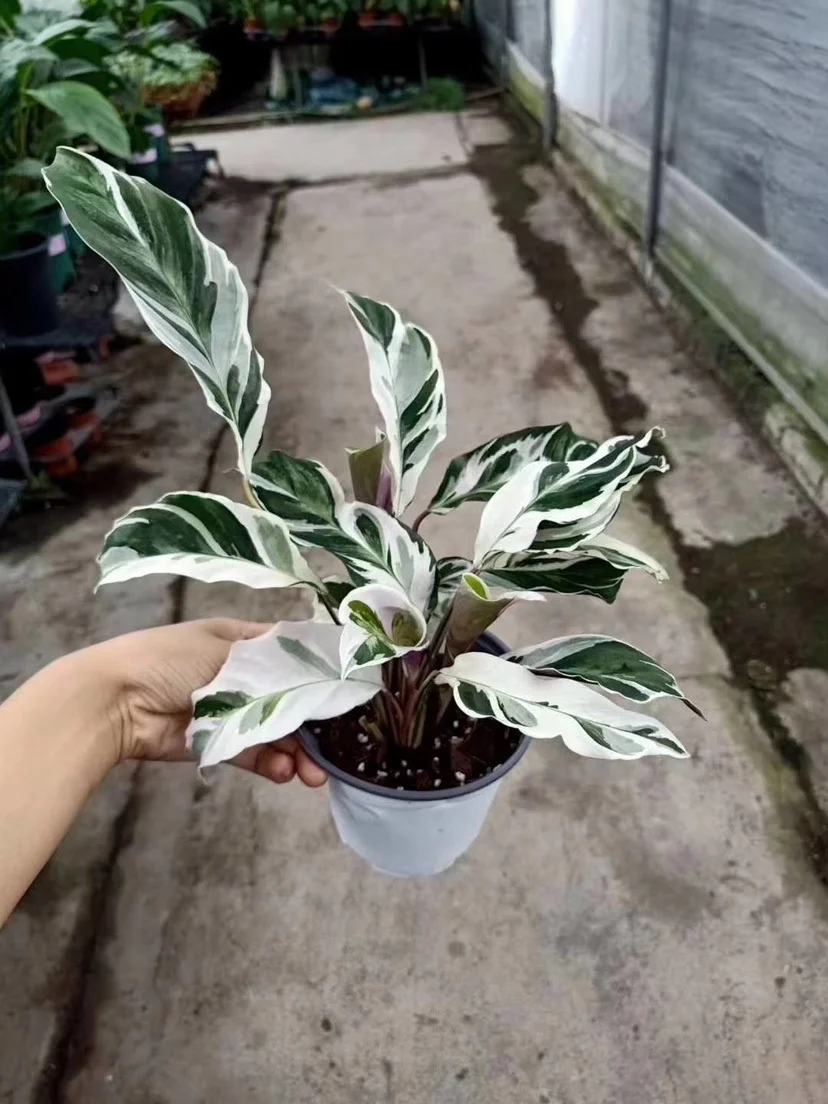 
Live plants wholesale price fusion white natural plants 