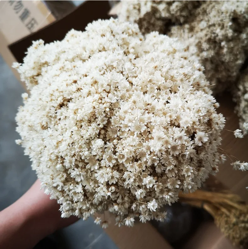 Настоящие цветы Mini star daisy Натуральные сушеные белые для наполнителя стеклянных бутылок украшения дома