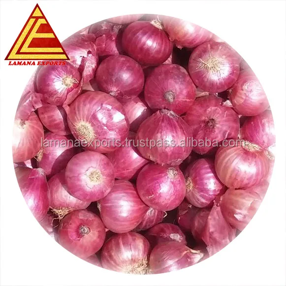 
Fresh Nashik Onion for Vietnam 35mm up Above Premium Quality Non-peeled COMMON Round Liliaceous Vegetabless 