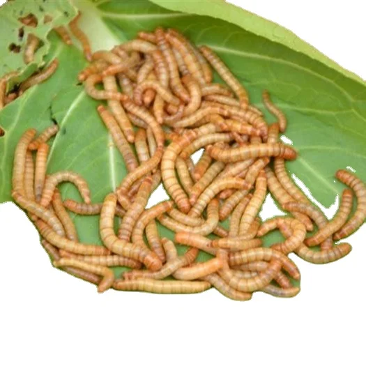 
Xin jie biotechnology High Protein Dried Mealworm in Bulk for Wild Bird 