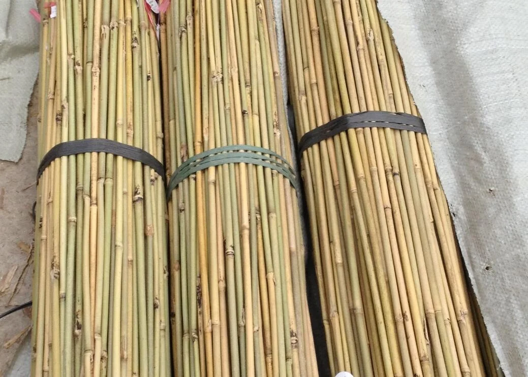 Natural straight bamboo stake Tonkin bamboo cane Guangdong original for planting