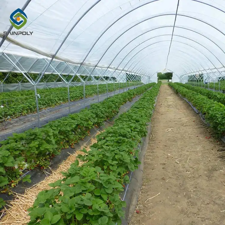 Large Size High Tunnel Agricultural Greenhouse for Tomato growing Green House