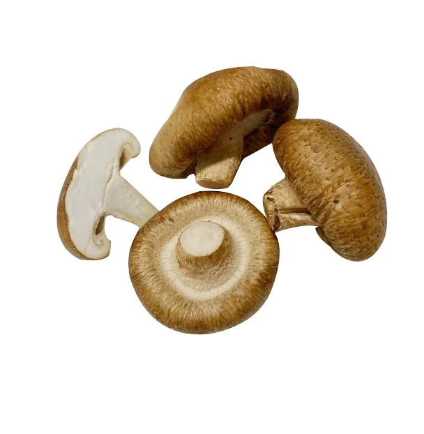 
Fresh shiitake mushroom with wholesale price from China. 