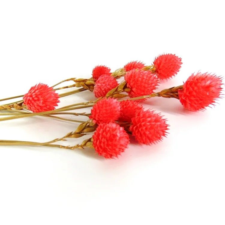 Wholesale red preserved globe amaranth preserved flowers artificial flowers wedding decoration