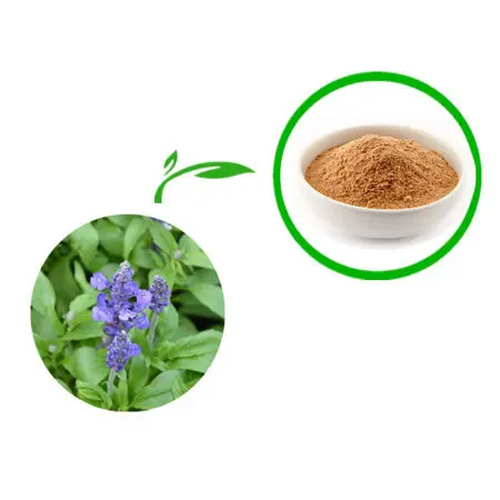 Manufacturer Supply Sage Leaf Extract / Salvia Officinalis Powder/10: 1