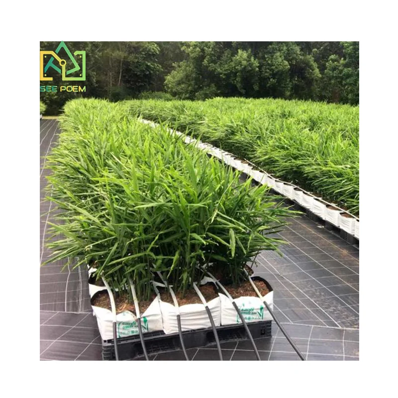 White / Black Hydroponic Plastic PE Poly Grow Pot Bag with bottom hole