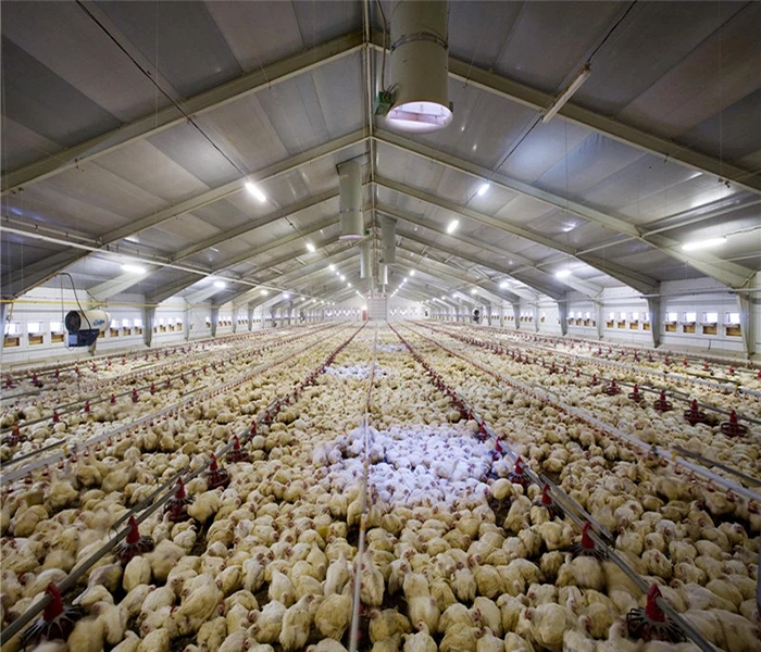 Commercial Fabrication Chicken House Design Poultry Farm Shed for