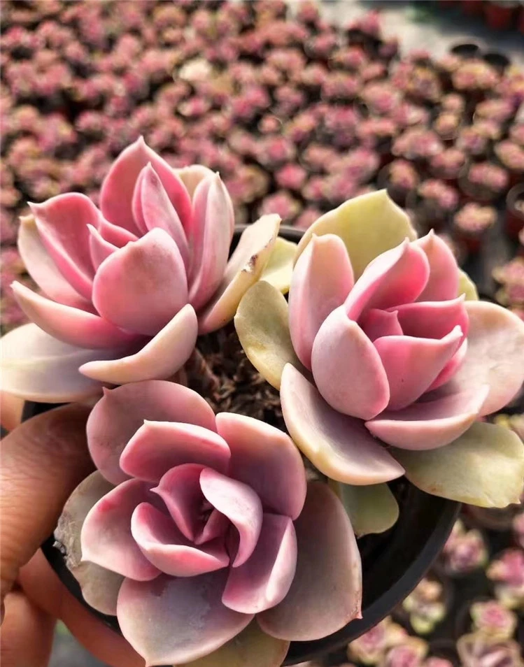 Высшее качество популярный настоящий кактус echeveria Радуга для