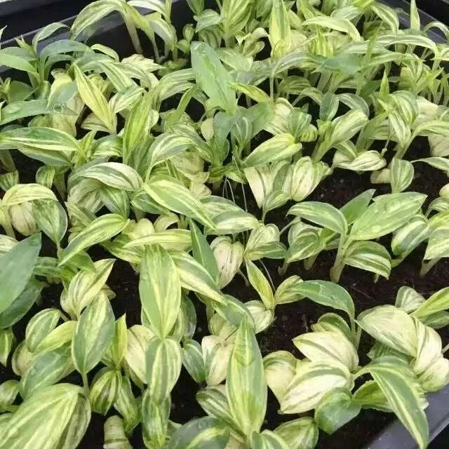 Посева рассады имбиря