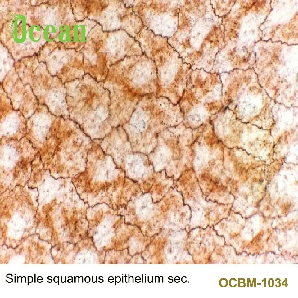 Simple squamous epithelium sec. prepared microscope slides